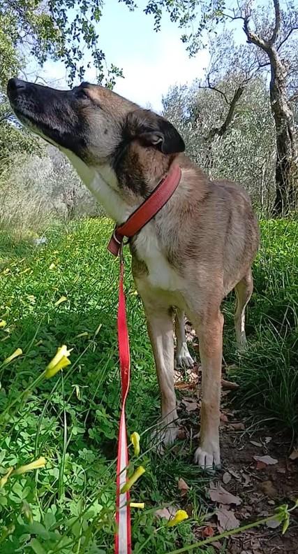 Kira, un'energica e dolcissima simil Malinois Foto 3